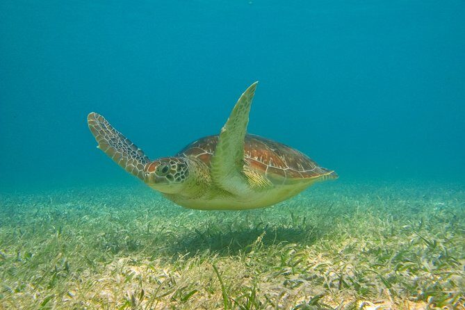 Private Tulum Ruins & Akumal Turtle Adventure - The rhythm: why this 6-hour private plan works