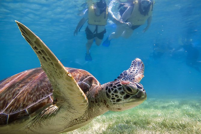 Private Turtle Snorkel Adventure in Akumal - Private turtle snorkeling at Turtle Bay: what makes it worth your time