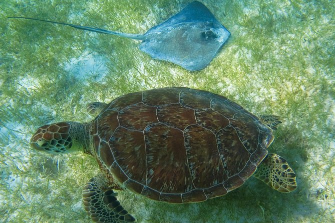 Private Turtle Snorkel Adventure in Akumal - The role of your guide: how it turns sightings into memories