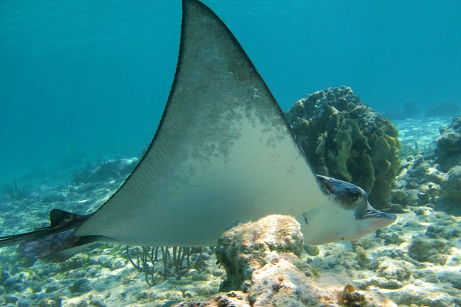 Private Turtle Snorkel Adventure in Akumal - Price, the $20 reserve fee, and real value for a private trip