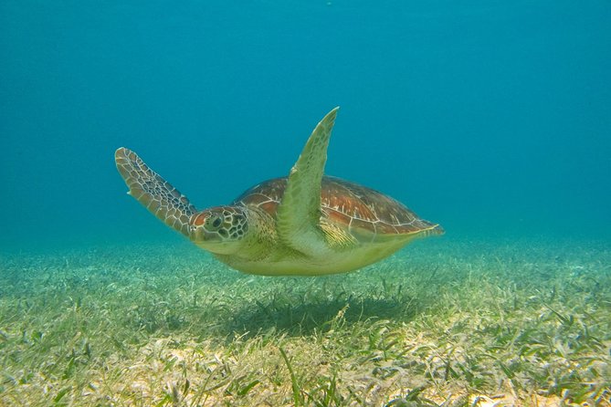 Private Turtle Snorkel Adventure in Akumal - Who this is best for (and who might want to plan differently)