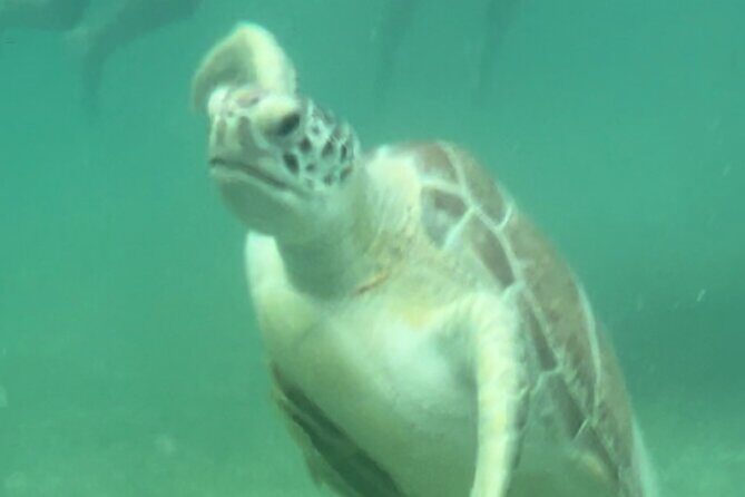 Private VW Beetle Tour Swim with Turtles, Visit Tulum Ruins&Town - Key points at a glance