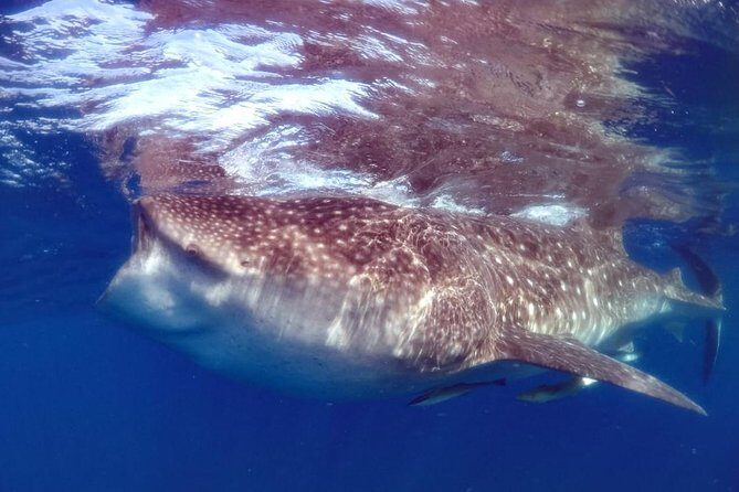 Private Whale shark Ecofriendly tour from Cancun - Private whale sharks from Cancun: how this day really works