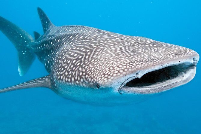 Private Whale shark Ecofriendly tour from Cancun - Getting to Puerto Juarez smoothly: pickup times and timing sanity