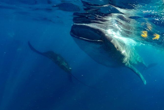 Private Whale shark Ecofriendly tour from Cancun - Price and value: what $895 per person actually covers