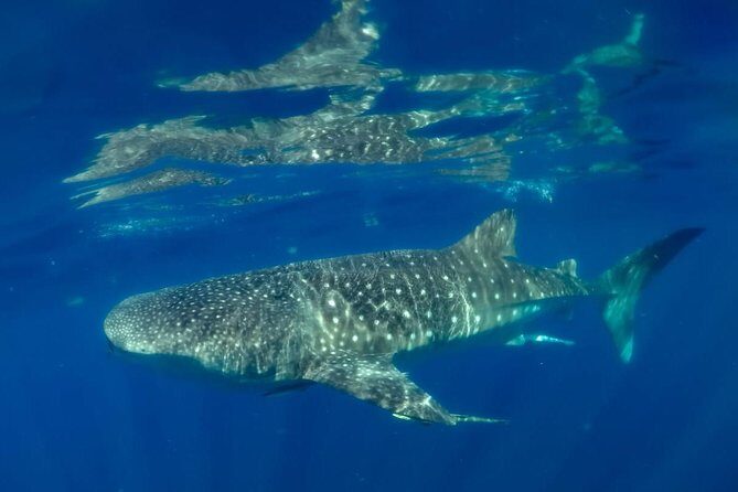 Private Whale shark Ecofriendly tour from Cancun - Ecofriendly + hygiene rules: comfort and peace of mind