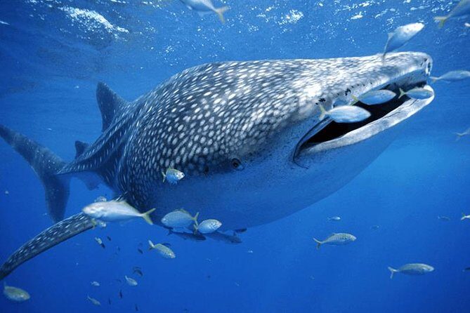 Private Whale shark Ecofriendly tour from Cancun - Out on the water: searching the reserve and snorkeling with whale sharks