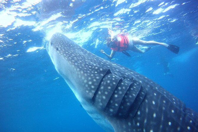 Private Whale Shark Ecofriendly Tour from Riviera Maya - Private Whale Shark Tour: What you’re buying for $895