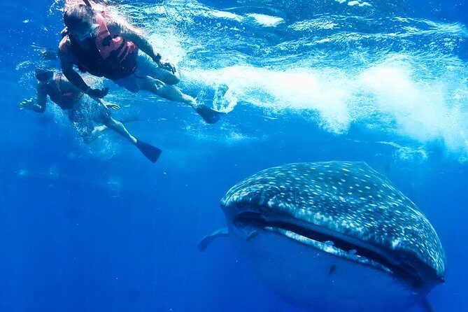 Private Whale Shark Ecofriendly Tour from Riviera Maya - VNV Marina stops: why these little checkpoints make the day work