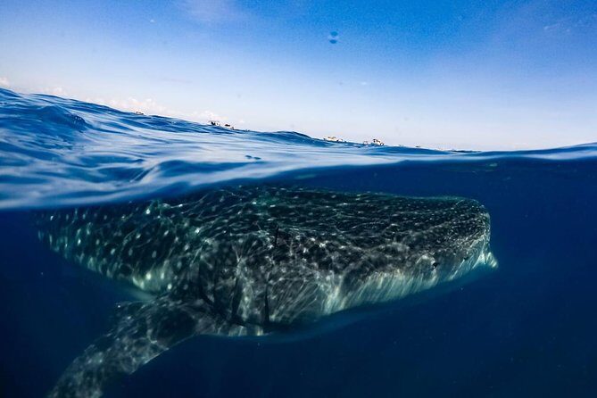 Private Whale Shark Ecofriendly Tour from Riviera Maya - Isla Contoy National Park: scenery plus real conservation vibes
