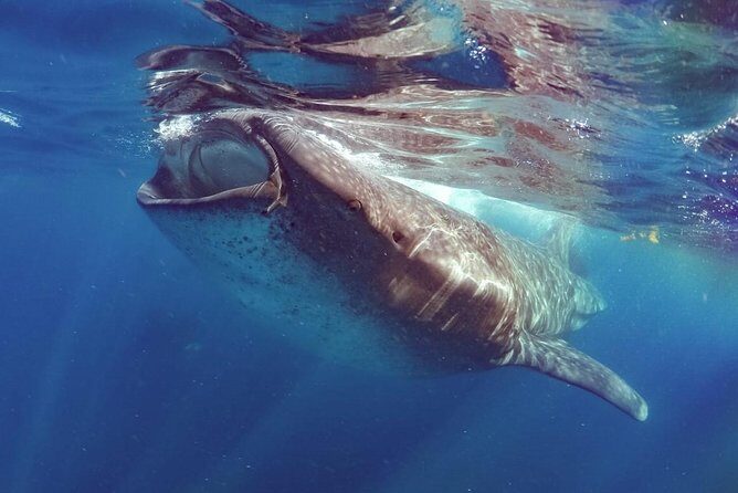 Private Whale Shark Ecofriendly Tour from Riviera Maya - Playa Norte: the calm in-between the action