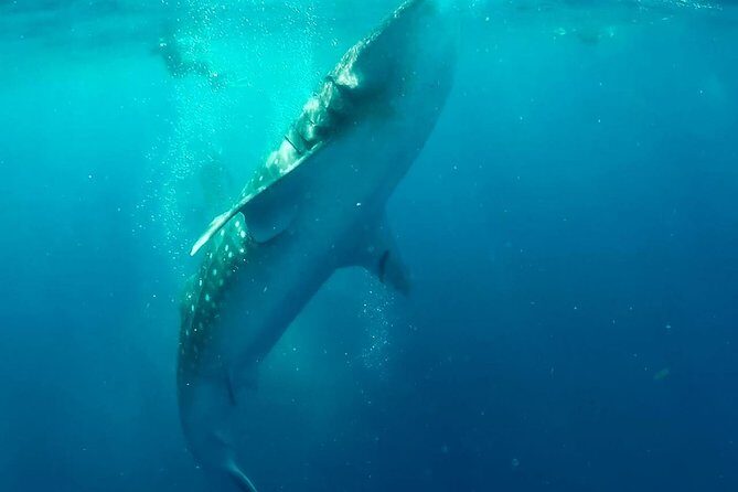 Private Whale Shark Ecofriendly Tour from Riviera Maya - The whale shark swim: short sessions, big moments