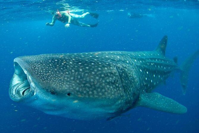 Private Whale Shark Ecofriendly Tour from Riviera Maya - How the crew keeps it respectful (and your day comfortable)