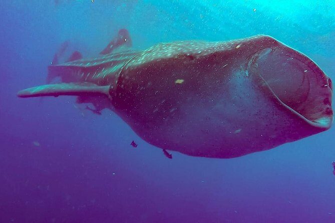 Private Whale Shark Ecofriendly Tour from Riviera Maya - Lunch and the rest of the day: included food is part of the value