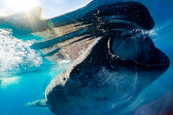 Private Whale Shark Ecofriendly Tour from Riviera Maya - The morning plan: pickup timing and getting to the marina stress-free