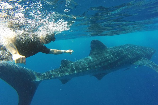 Private Whale Shark Tour from Cancun - The boat experience: snacks, drinks, and gear that keeps you focused on the water