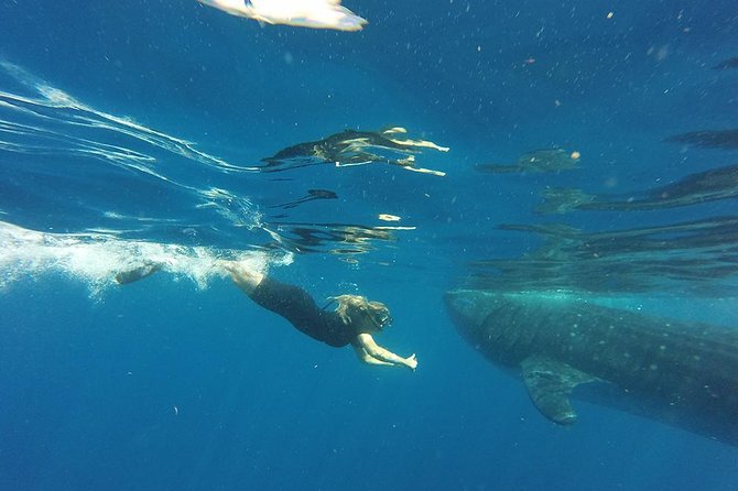 Private Whale Shark Tour from Cancun - Snorkeling with whale sharks: what you should plan for in real terms