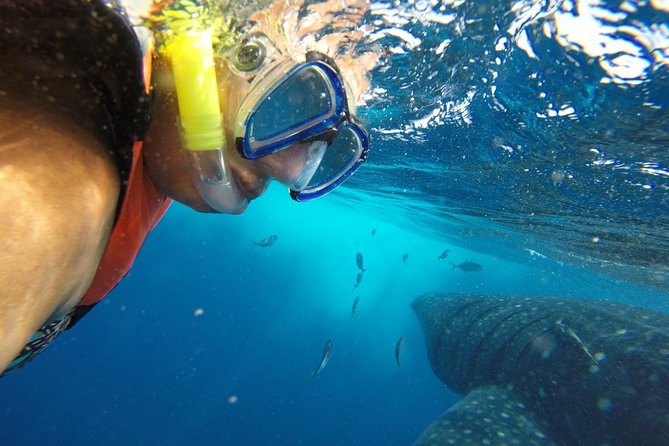 Private Whale Shark Tour from Cancun - Isla Mujeres lunch: where the day slows down