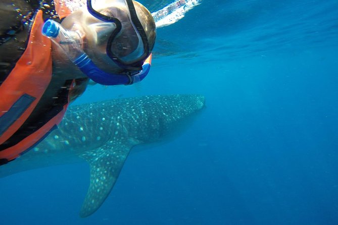 Private Whale Shark Tour from Cancun - Fees and the cash reality at the port