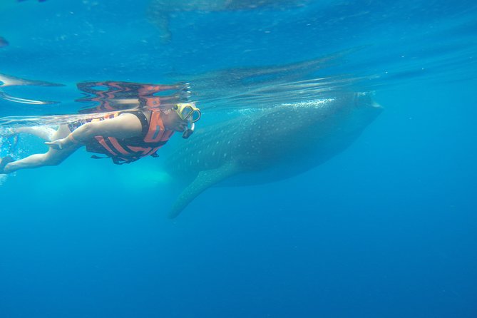 Private Whale Shark Tour from Cancun - Who this tour is best for (and who should think twice)