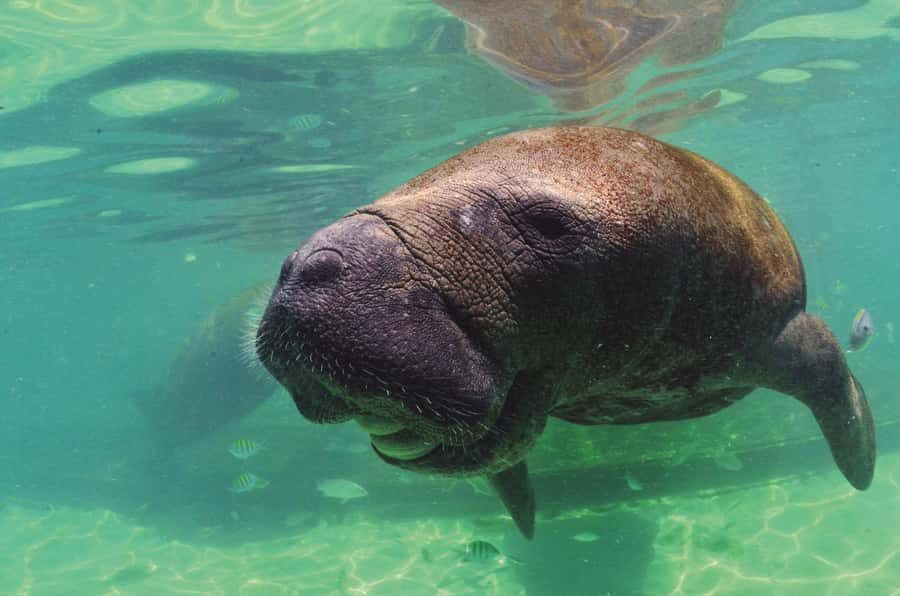 Puerto Aventuras: Dolphin and Manatee Interaction with Lunch - Marina Facilities: Showers, Lockers, and Time to Look Around