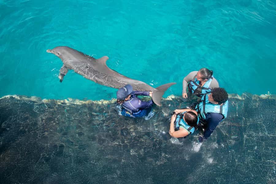 Puerto Aventuras: Dolphin and Manatee Interaction with Lunch - Manatee Time After Dolphins: 15 Minutes With Gentle Sea Cows