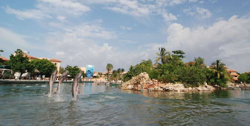 Puerto Aventuras: Manatee Encounter - Key Points to Know Before You Go