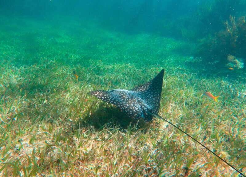 Puerto Morelos: National Reef Park Snorkeling & Beach Lunch - Lunch by the beach and a guided Puerto Morelos town walk