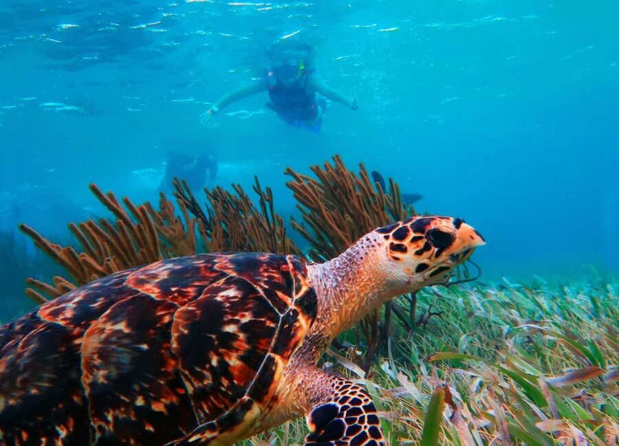 Puerto Morelos: National Reef Park Snorkeling & Beach Lunch - Hotel pickup to Puerto Morelos: how the timing really feels
