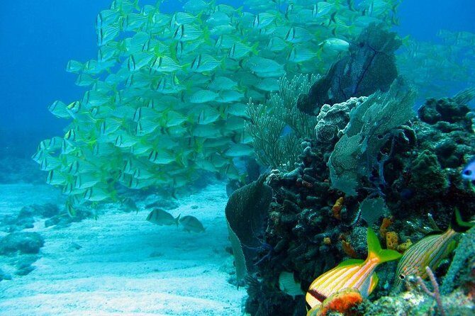 Puerto Morelos Reef Snorkeling Tour with Lunch - A 5-hour plan that keeps you on the reef
