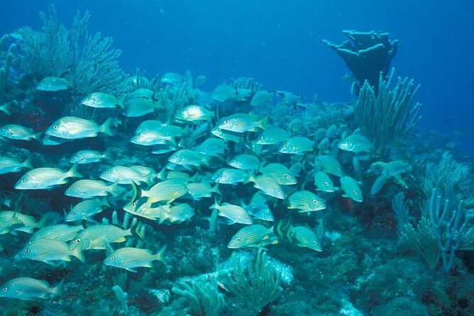Puerto Morelos Reef Snorkeling Tour with Lunch - Reef snorkeling in Puerto Morelos: two sites, two chances for turtles