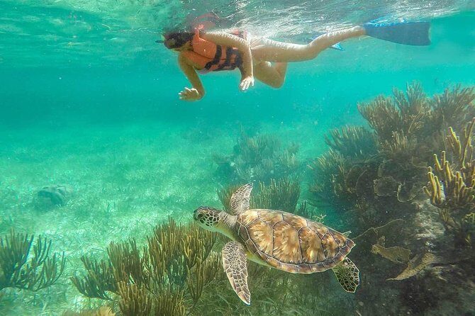 Puerto Morelos Reef Snorkeling Tour with Lunch & Hotel Pickup - Price and value: what $47 turns into with reef and dock fees