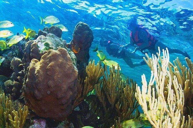 Puerto Morelos Reef Snorkeling Tour with Lunch & Hotel Pickup - Practical tips that make or break snorkel comfort