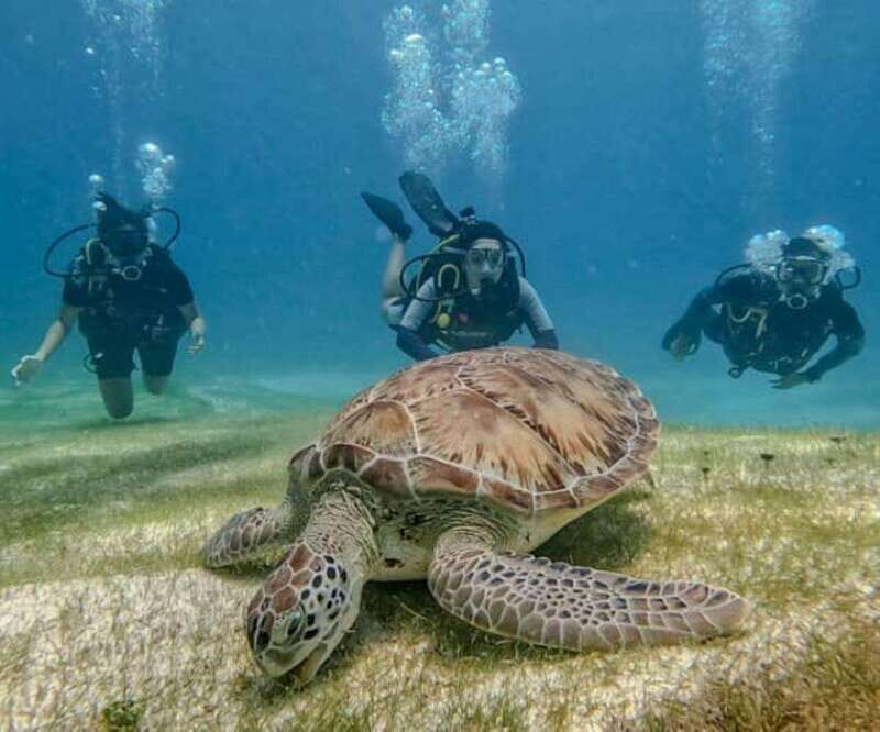 Puerto Morelos: Scuba Diving for Beginners - 2 Dives - Meeting at Ojo de Agua Beach Club: timing and what matters day-of