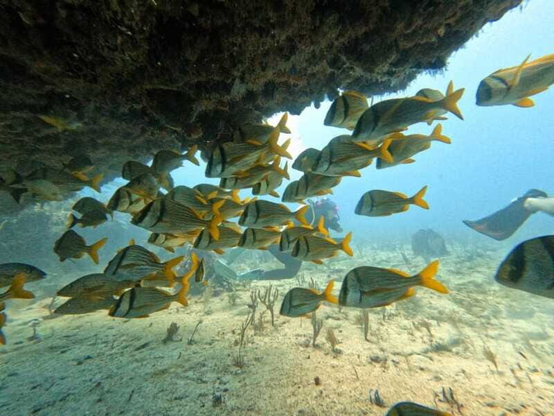 Puerto Morelos: Scuba Diving for Beginners - 2 Dives - Photos and videos: plan for the extra cost if you want them