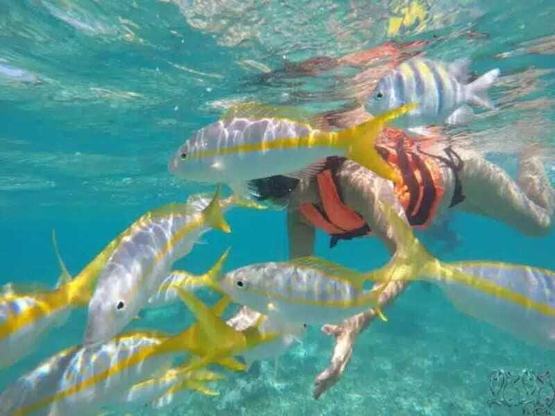 Puerto Morelos: Snorkeling at The National Reef Park - Price and value: $37 for two spots, gear, guide, and port tax