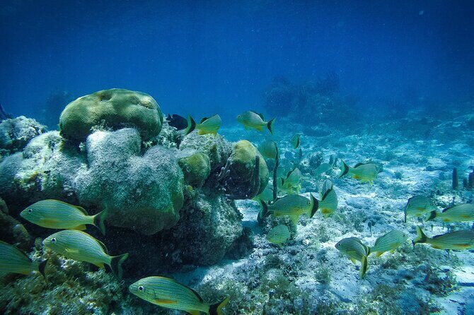 Reef Snorkel In National Park In Puerto Morelos With Lunch And Transportation - Beach Club Stop and Puerto Morelos Walk: Lunch, Water, and Local Crafts