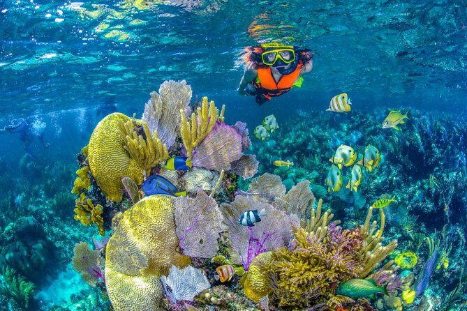 Reef Snorkel In National Park In Puerto Morelos With Lunch And Transportation - What Snorkeling Feels Like In the Water (and What to Look For)