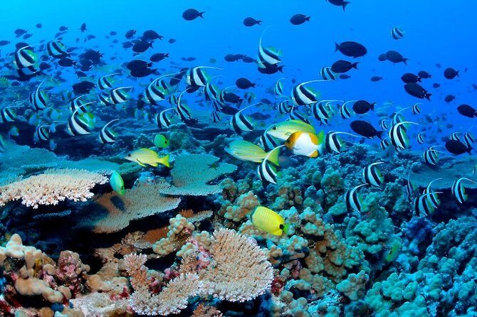 Reef Snorkel, underwater adventure in Puerto Morelos With Transportation & Lunch - Key Highlights You’ll Actually Care About