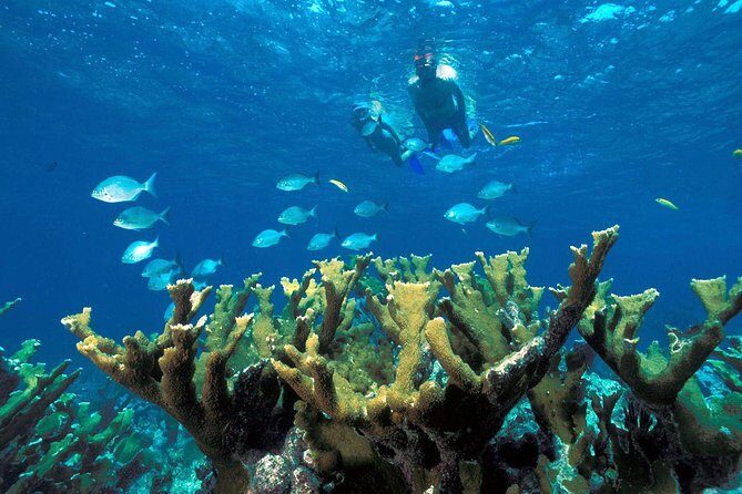 Reef Snorkel, underwater adventure in Puerto Morelos With Transportation & Lunch - A Guided Snorkel Day on the National Reef Park of Puerto Morelos