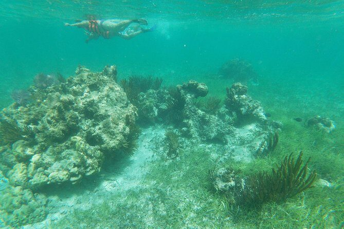Reef Snorkel, underwater adventure in Puerto Morelos With Transportation & Lunch - On the Reef: What Snorkeling Feels Like Here