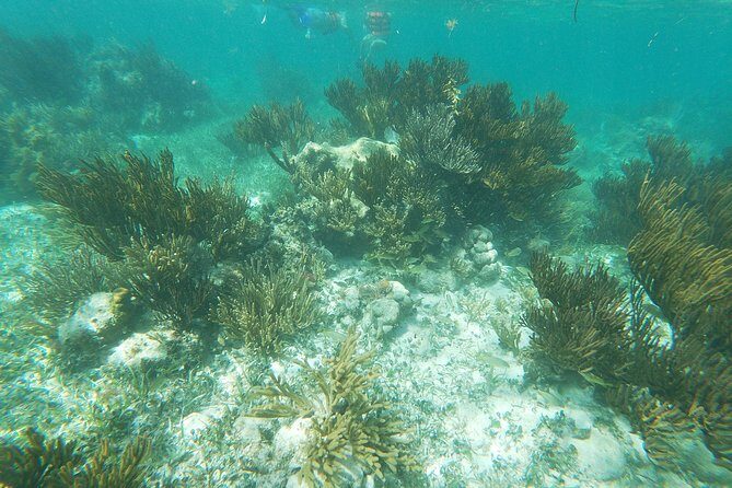Reef Snorkel, underwater adventure in Puerto Morelos With Transportation & Lunch - Puerto Morelos After Snorkeling: Lunch, Snacks, and a Local Rhythm