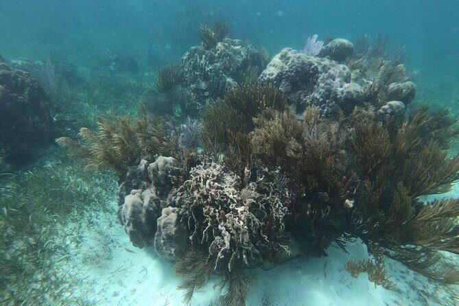 Reef Snorkel, underwater adventure in Puerto Morelos With Transportation & Lunch - How Long It Takes and Who It Fits Best