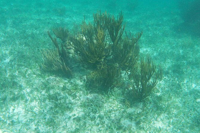 Reef Snorkel, underwater adventure in Puerto Morelos With Transportation & Lunch - Gear, Rules, and the Photo Question