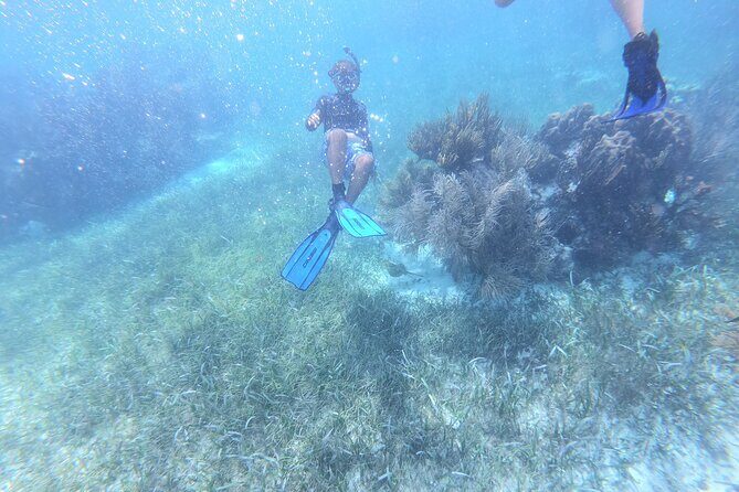 Reef Snorkel, underwater adventure in Puerto Morelos With Transportation & Lunch - Price and Value: Is $44.25 a Good Deal?