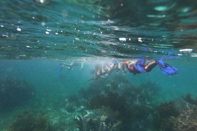 Reef Snorkel, underwater adventure in Puerto Morelos With Transportation & Lunch - Quick Practical Tips Before You Book