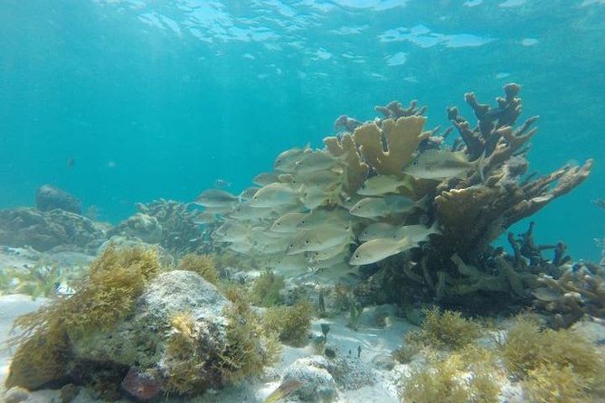 Reef Snorkeling & Jungle Speedboat Adventure with Mayan Ceremony - Jungle Tour in the Mangroves: learning the lagoon before the throttle