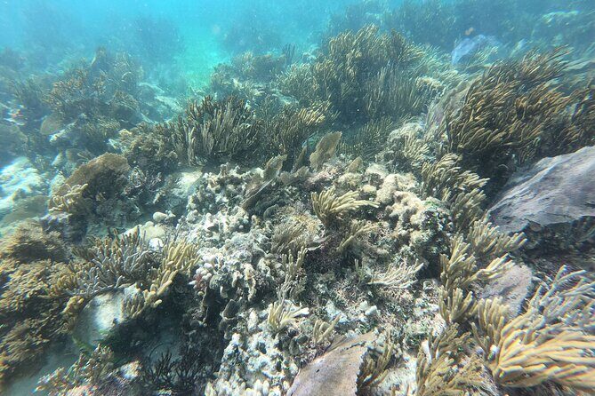 Reef Snorkeling with ATV, Zipline, Cenote that includes lunch and transportation - Lunch and Puerto Morelos Center: Fuel and a Little Local Flavor