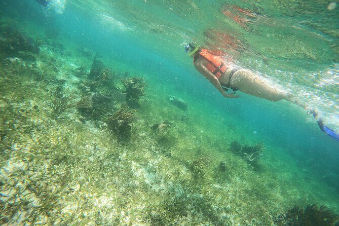 Reef Snorkeling with ATV, Zipline, Cenote that includes lunch and transportation - Zipline Circuit Among the Trees (45 Minutes with a New View)