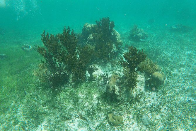 Reef Snorkeling with ATV, Zipline, Cenote that includes lunch and transportation - Photos: The “Buy the Images” Moment You’ll Understand Later